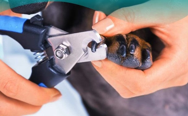 Kit de Cuidado para Mascotas 5 en 1 ZenPulse